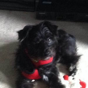 Meet your Posher, Rosemary